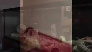 Hamster Play Time!