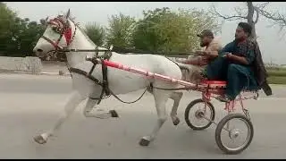 Sawa Sultan Ghorra New Race Try Swabi Peshawar Ghourghusti Hazro Pakistani Tonga Racers Official