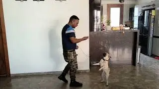 Pug enjoy the Training #pug #puglife #dog #dogtraining #viralvideo 