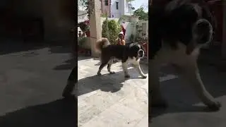 THE POWER OF SAINT BERNARD DOG 🐯￼ #shorts #whatsappstatus #king #pet #dog