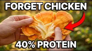 40% Protein Mushrooms | The Food Industry Doesn't Want You To Know
