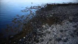 Neoxyne - Arctic Breath