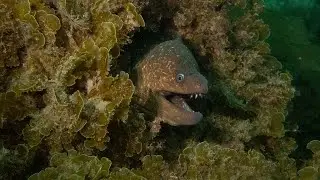 Catalina Diving - September, 2021
