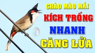 Chào mào mái hót kích trống #chaomaomai