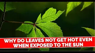 Why do leaves not get hot even when exposed to the sun?   #hppearl