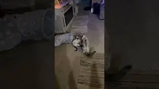 Mother cat teaching her kitten to survive in the wild