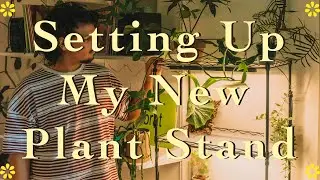 Building/Decorating My New Plant Stand║ Attempting to save my Anthuriums 🥲🪴