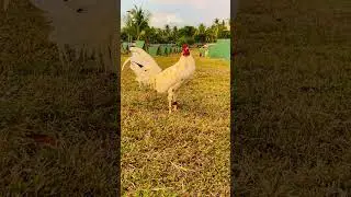 Escolin white #shortsviral #chicken #birds #animals #pets