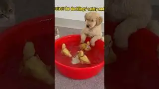 Golden retriever puppy and cat teach duckling to swim! (Watch the full version)