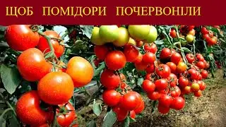 ЗРОБІТЬ  ЦЕ  У  ВЕРЕСНІ  ДЛЯ  ШВИДКОГО  ДОЗРІВАННЯ  ПЛОДІВ