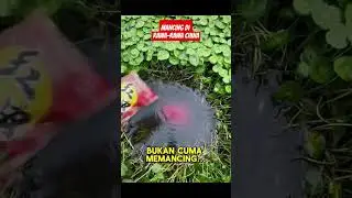 Mancing Ikan di Rawa-rawa China #mancing #mancingmania #fishing #shorts #fyp #tranding #vidio
