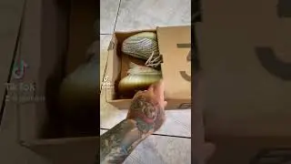 Yeezy 350 blue tint #short #shorts #sneakerheads #sneakers #sapatero #yeezy #bluetint #kanyewest