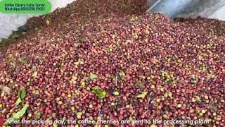 Cherry Coffee Color Sorter #coffeecherry #coffeebeans #coffee  #colorsorting WhatsApp:8618326129021
