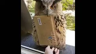 Yer owl mail delivery service