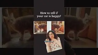 How to Tell If Your Cat Is Happy (Surprising Study Insight)
