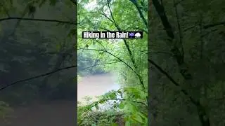Hiking in the rain w/ a hound dog #rainshower #hikingwithdogs #springinthesouth #relaxation #nature