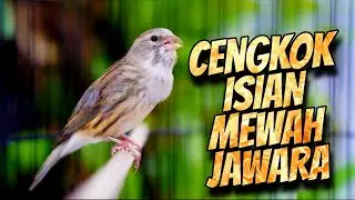 ISIAN MEWAH PALING DICARI - MASTERAN KENARI ISIAN BLACKTHROAT GACOR SUARA JERNIH FAVORRITE