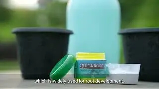 How to Use Divinetree Quickroots 1000 Dry Rooting Hormone Powder | Soft Wood Powder #divinetree