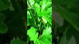 The zucchini are overflowing with their harvest #garden #Seliger #vegetable garden #gardening