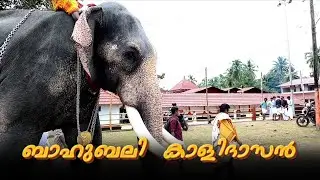 Chirakkal Kalidasan🐘#chirakkalkalidasan #aana #aanakeralam #aana_kazhchakal #aanakambam #aanapremika
