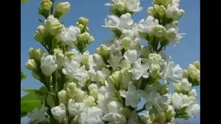 Rena Rolska - Gdy w ogrodzie botanicznym