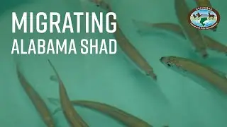 Migrating Shad Tracking in Arkansas