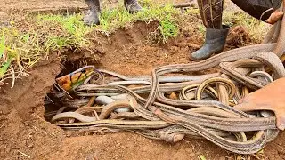 Brave Spider-Man and the girl destroy the extremely ferocious giant snake nest