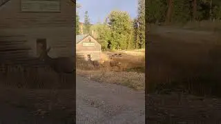 Couple of deer in Winthrop, Washington!!!