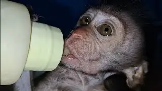cute and funny baby monkey videos drinking