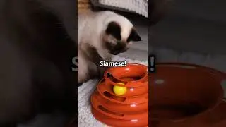 Top 5 Energetic Cat Breeds You Need to Know!