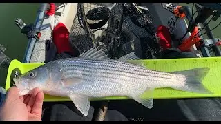 Barge Canal (DWC) Striper Fishing