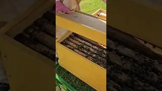 Opening Nucleus Colony ☀️ 🐝 #beekeeping #imkern #apicultura #пчеловодство #honeybee