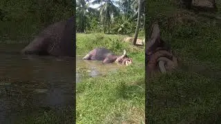 An elephant sleeping on water#funnyanimals #animals #