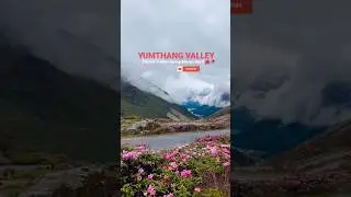 Yumthang Valley ❣️ Lachung  #reels #visitsikkim #northsikkim