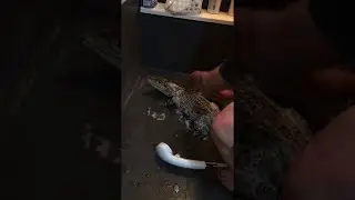 Spectacled Caiman Having a Bath  || ViralHog
