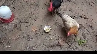 MARHABAN YA RAMADHAN || KEGIATAN SANTAI BERANTAI DI KEBUN