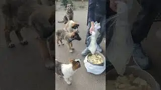 Dogs also have a festive breakfast on Valentine's Day😂 #shorts