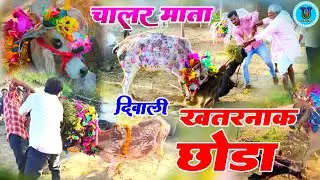 पड़वा की सुबह चालर मोगर दीपावली का छोड़ा चालर गाय  ईड हीड || Diwali Ka Choda Chalar Gaay Ki Hid Hit