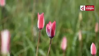 In the #saffron town of #Pampore, wild #tulips are in full #bloom,