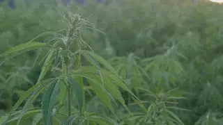 Lawsuit filed after $1M of hemp seized