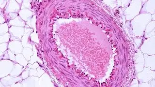 Human Physiology - Smooth Muscle ECC