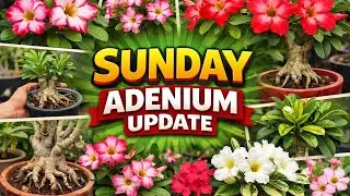 Sunday adenium update ll adenium garden overview ll