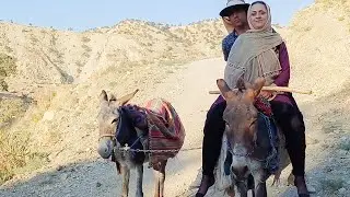 The story of taming the new donkey by husband and wife, step by step 🌳🏕