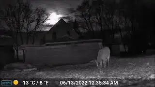 ASMR   Derby Hill Deer Soup Kitchen Mid Jan 2026 D