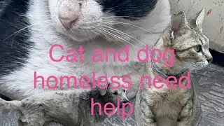 POOR CAT HOMELESS 🥹🤕🙏#viral #cat #doggielife #shortsviral #shorts #love #viralvideo #video 
