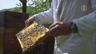 FWU - Insekten - K&ouml;rperbau, Entwicklung, Vielfalt - Trailer