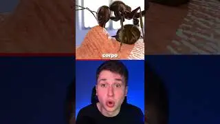 HOW AN ANT BITE #curiosities #interesting #shorts #short