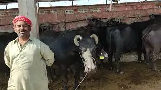 Big dairy farm