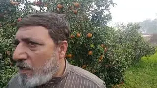 کینو کے پودے ۔۔ بہت زیادہ پھل دینے والی ورائٹی میں کینو کے جھاڑی دار پودے دستیا علی نرسری فارم پتوکی