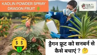Kaolin Powder spray in Dragon Fruit #kaolin #spray #dragonfruitfarminginindia #trending